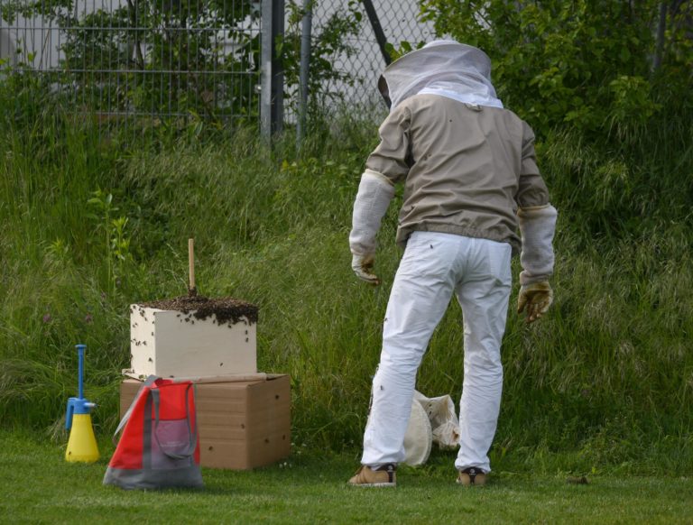 B2-Junioren: Bienenschwarm führt zur Spielabsage